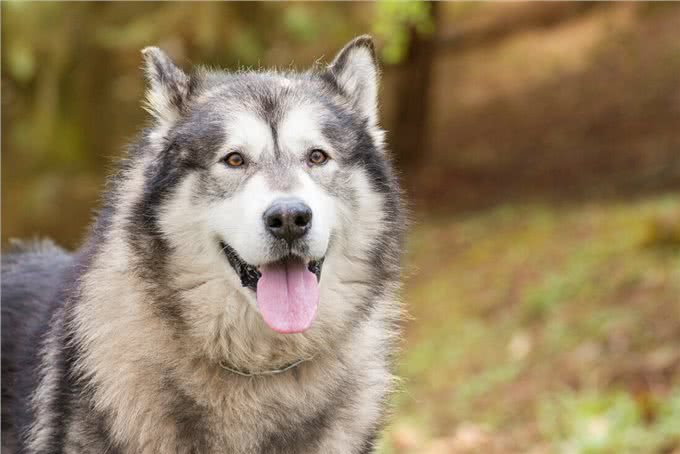 阿拉斯加犬纯不纯，看这几点就知道，串串一眼能看出来