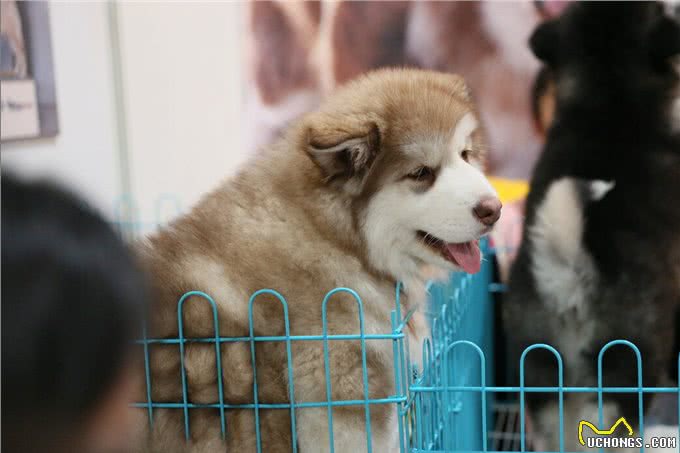 阿拉斯加犬纯不纯，看这几点就知道，串串一眼能看出来