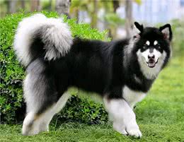 阿拉斯加犬纯不纯，看这几点就知道，串串一眼能看出来