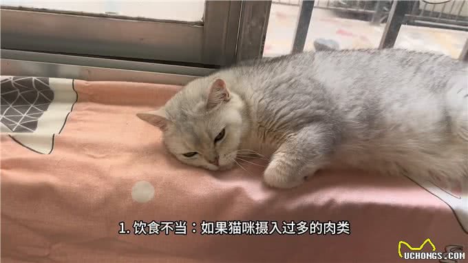 家人们你们的的猫咪会呕吐吗那可要注意了?—记录猫咪日常