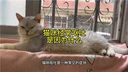 家人们你们的的猫咪会呕吐吗那可要注意了?—记录猫咪日常