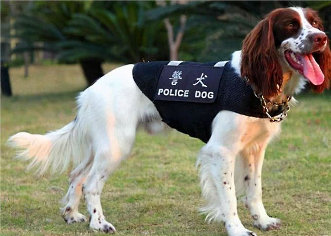这5种人气爆棚的工作犬，有你喜欢的吗?