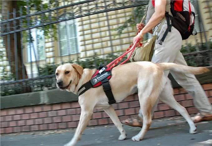 这5种人气爆棚的工作犬，有你喜欢的吗?