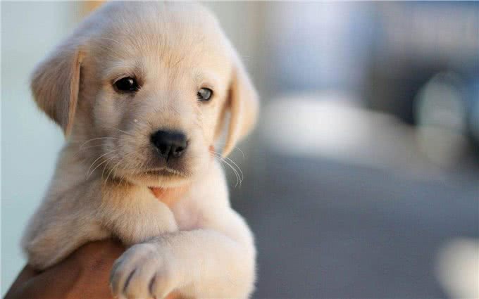 退伍军人当驯犬师，每只狗1月收3000元，找到人生方向