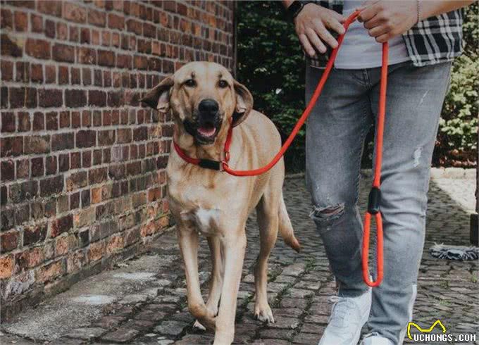 退伍军人当驯犬师，每只狗1月收3000元，找到人生方向