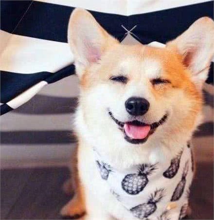 养一只柯基,能给你带来这么多好处!你确定不养一只吗?