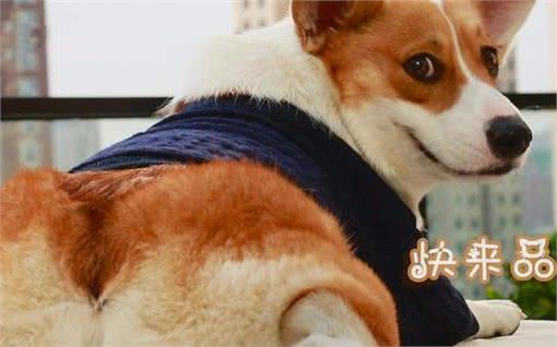 养一只柯基,能给你带来这么多好处!你确定不养一只吗?