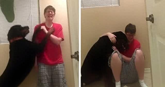 有没有罗威纳犬护主的真实案例?