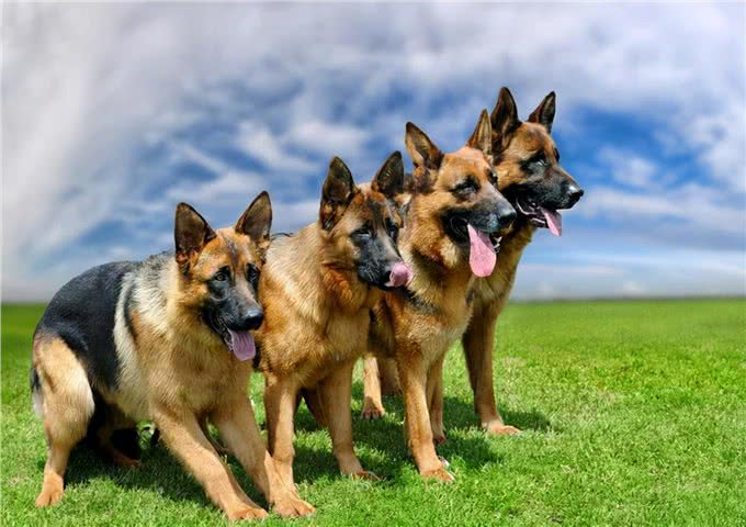 别质疑德国牧羊犬,它的好坏,一目了然