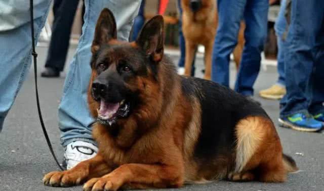 别质疑德国牧羊犬,它的好坏,一目了然