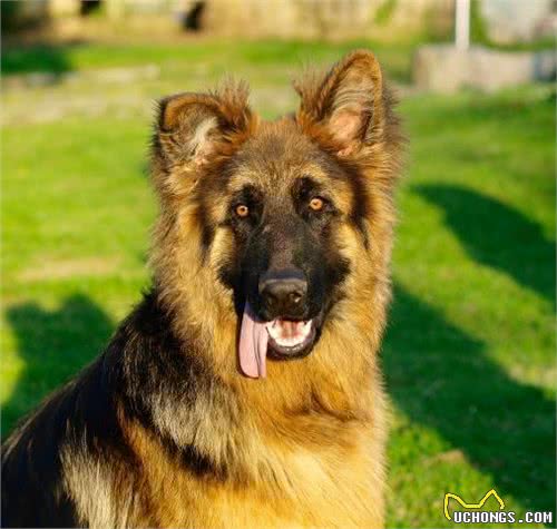 别质疑德国牧羊犬,它的好坏,一目了然