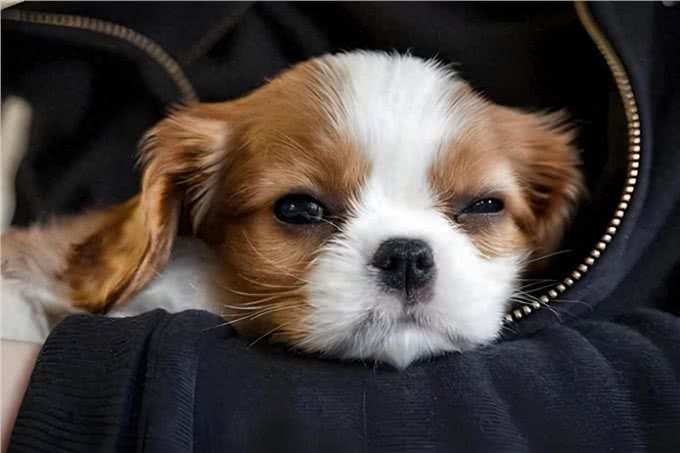 狗狗总挠痒痒?别急，这里有妙招!