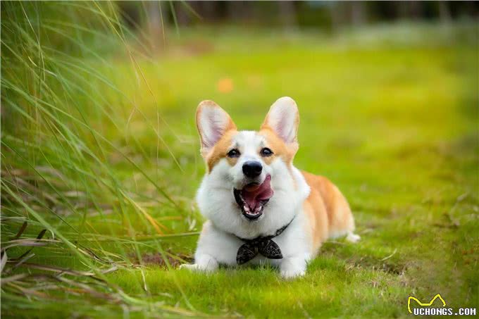 狗狗总挠痒痒?别急，这里有妙招!