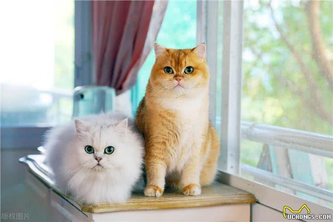 古代爱猫的君主真不少，有的竟是猫不离身