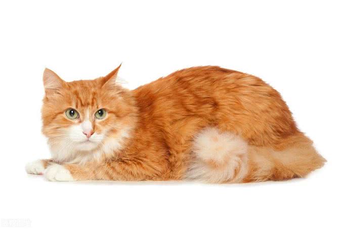 古代爱猫的君主真不少，有的竟是猫不离身