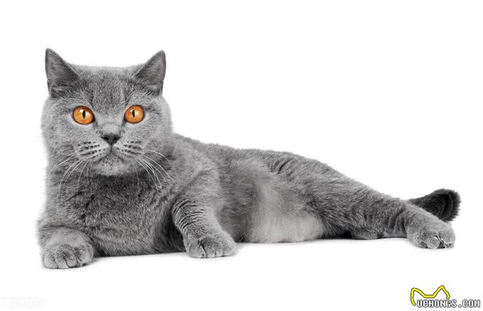 古代爱猫的君主真不少，有的竟是猫不离身