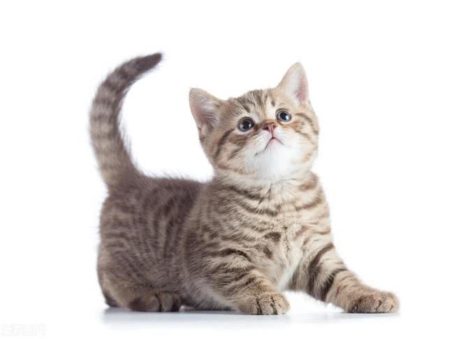 古代爱猫的君主真不少，有的竟是猫不离身
