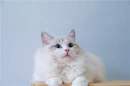 古代爱猫的君主真不少，有的竟是猫不离身