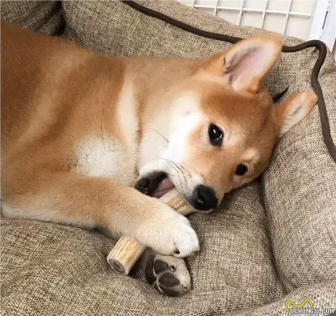 狗狗咬空气，难道脑神经有问题?别担心，养狗人迟早会经历的