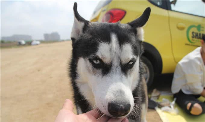 西伯利亚雪橇犬常见别名哈士奇，昵称为二哈，一种神经质的犬