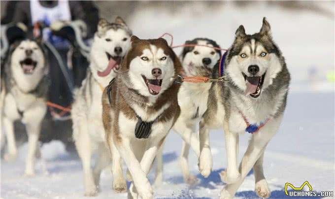 西伯利亚雪橇犬常见别名哈士奇,昵称为二哈,一种神经质的犬