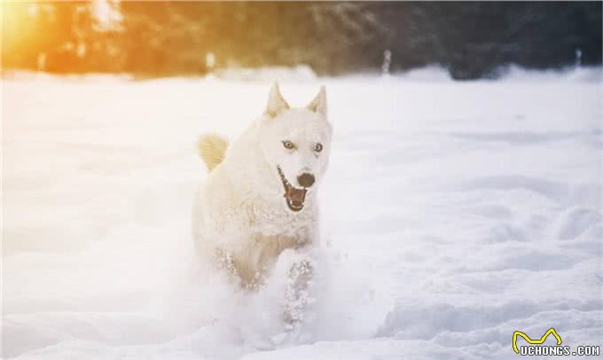 西伯利亚雪橇犬常见别名哈士奇，昵称为二哈，一种神经质的犬