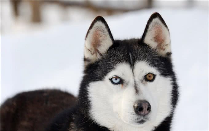 西伯利亚雪橇犬常见别名哈士奇,昵称为二哈,一种神经质的犬