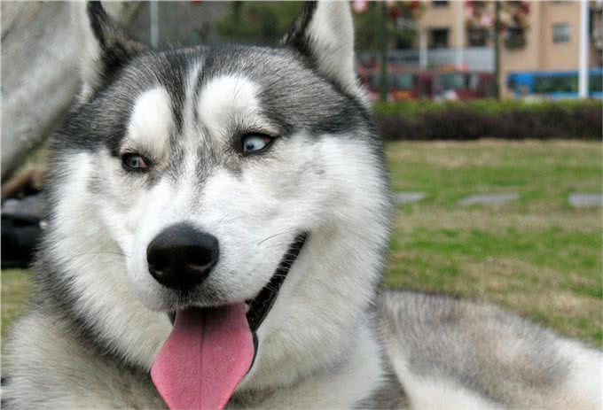 西伯利亚雪橇犬常见别名哈士奇,昵称为二哈,一种神经质的犬