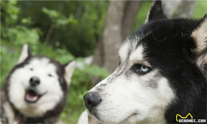 西伯利亚雪橇犬常见别名哈士奇，昵称为二哈，一种神经质的犬