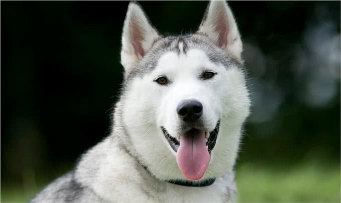 西伯利亚雪橇犬常见别名哈士奇,昵称为二哈,一种神经质的犬