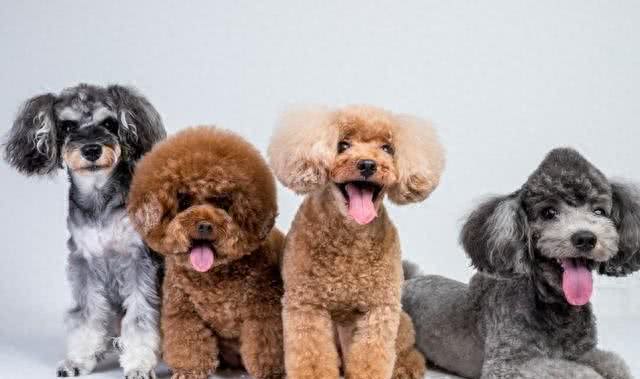 如果你有一只泰迪犬，不妨进来看看，让你和你的狗狗共同成长