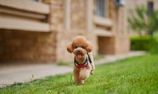 如果你有一只泰迪犬，不妨进来看看，让你和你的狗狗共同成长