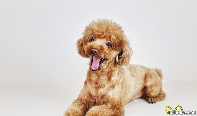 如果你有一只泰迪犬，不妨进来看看，让你和你的狗狗共同成长