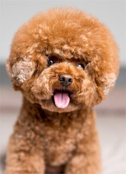 如果你有一只泰迪犬，不妨进来看看，让你和你的狗狗共同成长