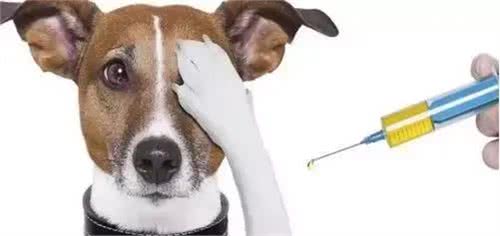 狗主人必看的犬疫苗接种指南