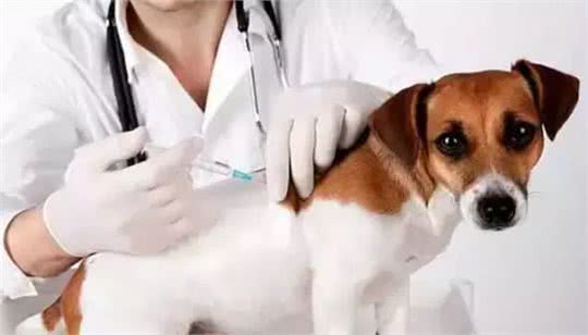 狗主人必看的犬疫苗接种指南