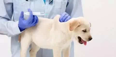 狗主人必看的犬疫苗接种指南