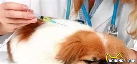 狗主人必看的犬疫苗接种指南