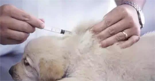 狗主人必看的犬疫苗接种指南