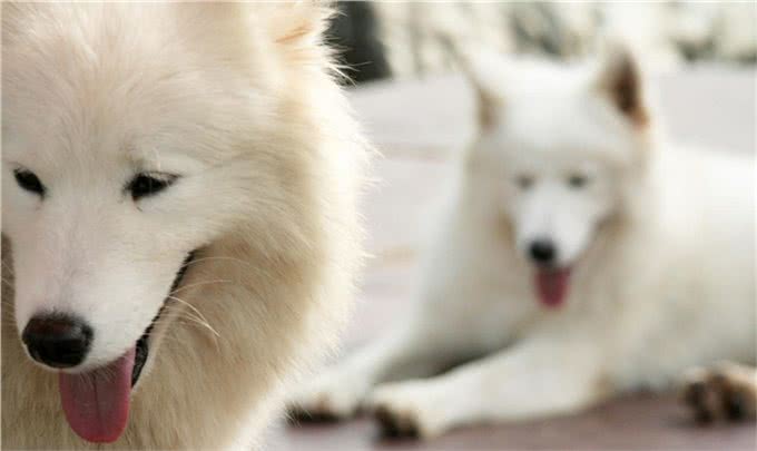 狗狗也可以吃水果,但是这5种水果千万要小心,正确选择很重要!