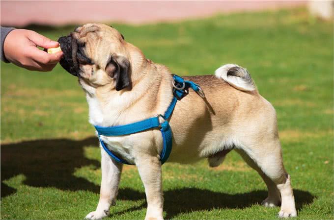 狗狗也可以吃水果，但是这5种水果千万要小心，正确选择很重要!