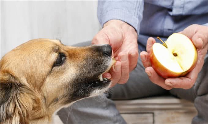 狗狗也可以吃水果,但是这5种水果千万要小心,正确选择很重要!