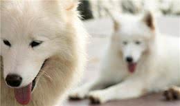 狗狗也可以吃水果，但是这5种水果千万要小心，正确选择很重要!