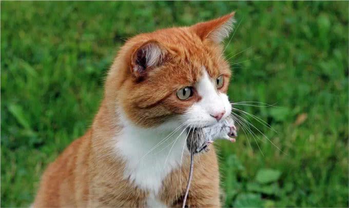 狗狗和猫猫可以吃蔬菜水果吗?这一篇全部告诉你!