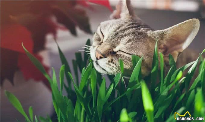 狗狗和猫猫可以吃蔬菜水果吗?这一篇全部告诉你!