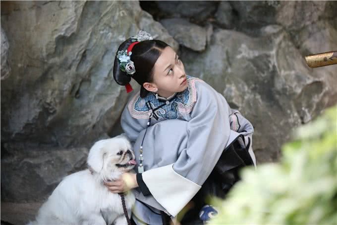 慢慢退出人们视线的京巴犬，为啥不火了?