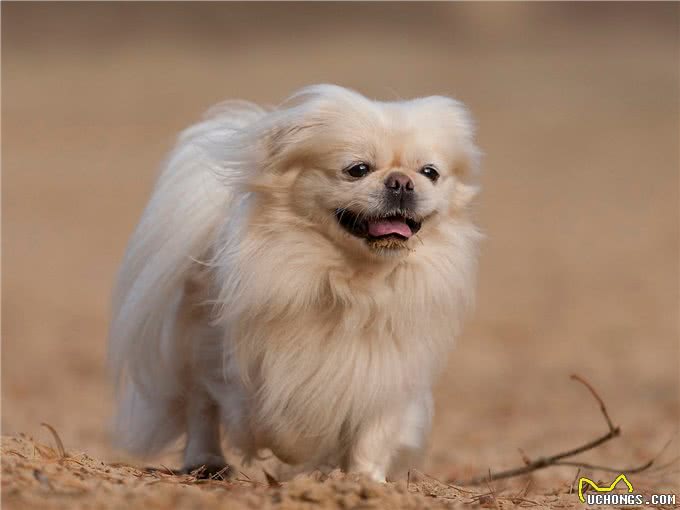 慢慢退出人们视线的京巴犬，为啥不火了?