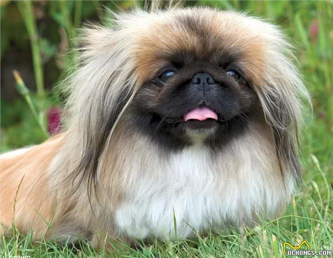 慢慢退出人们视线的京巴犬，为啥不火了?