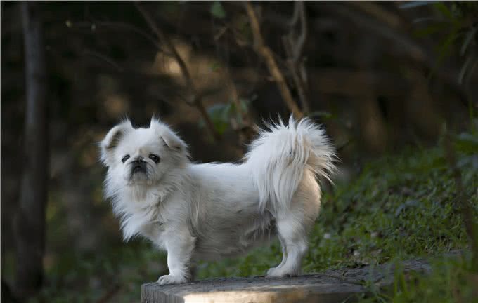 慢慢退出人们视线的京巴犬，为啥不火了?