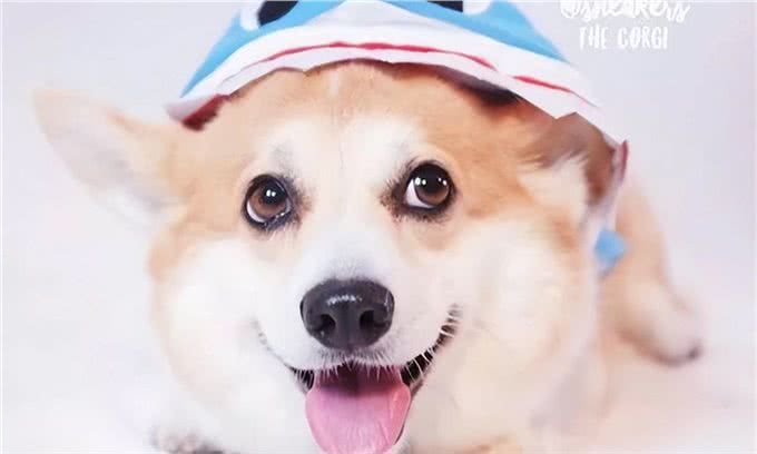 狗有那些东西是不能吃，不能碰的?